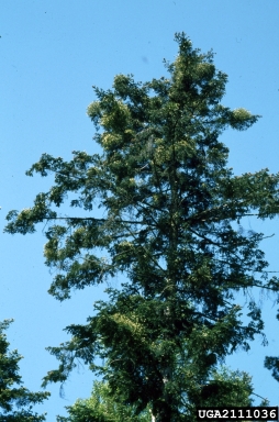 European mistletoe (Viscum album ) on silver fir (Abies alba ) - 2111036