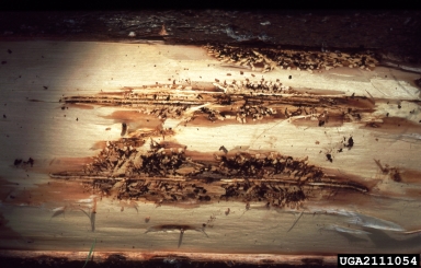 European spruce bark beetle (Ips typographus ) on Norway spruce (Picea abies ) - 2111054