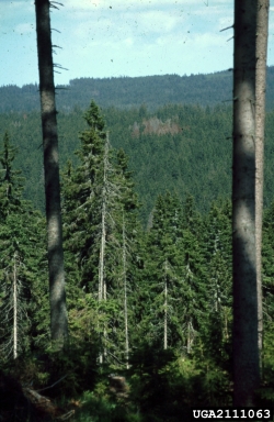 European spruce bark beetle (Ips typographus ) on Norway spruce (Picea abies ) - 2111063