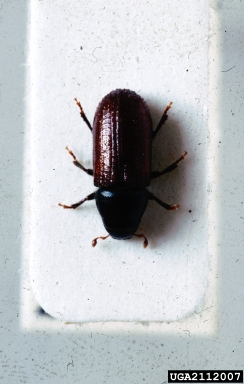 larger pine shoot beetle, Tomicus piniperda  (Coleoptera: Curculionidae) - 2112007