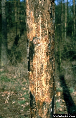 six-spined engraver beetle (Ips sexdentatus ) on Scots pine (Pinus sylvestris ) - 2112011