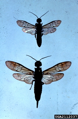 woodwasp, Xiphydria longicollis  (Hymenoptera: Xiphydriidae) - 2112037