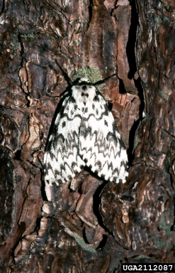 nun moth (Lymantria monacha ) on Norway spruce (Picea abies ) - 2112087