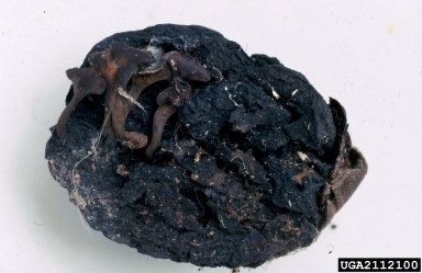 Ciboria fungus (Ciboria batschiana ) on oak (Quercus spp. ) - 2112100