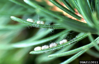 webspinning sawfly (Cephalcia arvensis ) on Norway spruce (Picea abies ) - 2113011