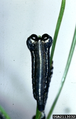 European pine sawfly, Neodiprion sertifer  (Hymenoptera: Diprionidae) - 2113032