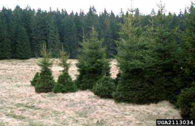 elk (Cervus canadensis ) on Norway spruce (Picea abies ) - 2113034