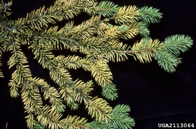 nutrient deficiency (  ) on Norway spruce (Picea abies ) - 2113064