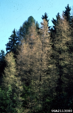 larch casebearer (Coleophora laricella ) on European larch (Larix decidua ) - 2113080