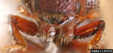 bark beetles, Coccotrypes spp.  (Coleoptera: Curculionidae) - 2115005