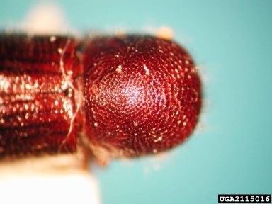 ambrosia beetles, Ambrosiodmus spp.  (Coleoptera: Curculionidae) - 2115016