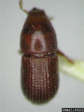 bark beetles, Cnemonyx spp.  (Coleoptera: Curculionidae) - 2115023