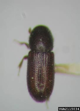 bark beetles, Crypturgus spp.  (Coleoptera: Curculionidae) - 2115034