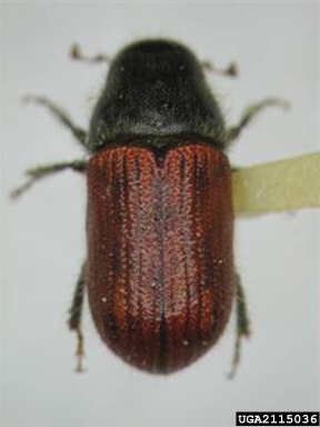 bark and ambrosia beetles, Dendroctonus spp.  (Coleoptera: Curculionidae) - 2115036