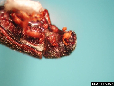 bark beetles, Hylastinus spp.  (Coleoptera: Curculionidae) - 2115053