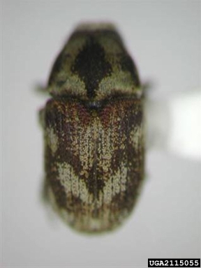 ash bark beetles, Hylesinus spp.  (Coleoptera: Curculionidae) - 2115055