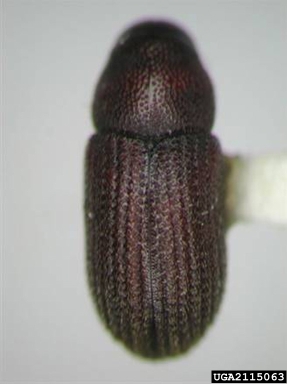 bark beetles, Hylurgops spp.  (Coleoptera: Curculionidae) - 2115063