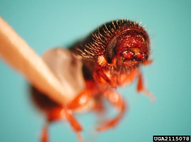 bark beetles, Orthotomicus spp.  (Coleoptera: Curculionidae) - 2115078