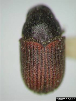 cedar bark beetles, Phloeosinus spp.  (Coleoptera: Curculionidae) - 2115080