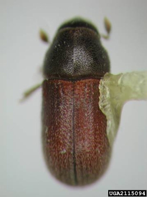 bark beetles, Polygraphus spp.  (Coleoptera: Curculionidae) - 2115094
