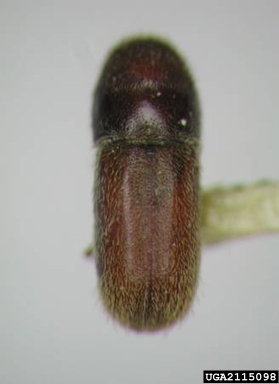 bark beetles, Pseudopityophthorus spp.  (Coleoptera: Curculionidae) - 2115098