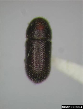 bark beetles, Thysanoes spp.  (Coleoptera: Curculionidae) - 2116004