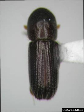 bark beetles, Xyleborinus spp.  (Coleoptera: Curculionidae) - 2116011