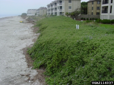 beach vitex, Vitex rotundifolia  (Lamiales: Verbenaceae) - 2116037