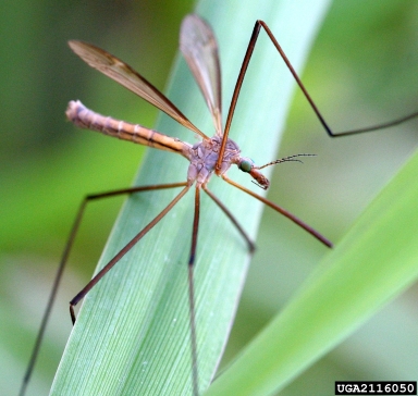 european crane flies, Tipula spp.  (Diptera: Tipulidae) - 2116050