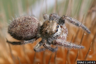jumping spider, Phidippus princeps  (Araneae: Salticidae) - 2116063