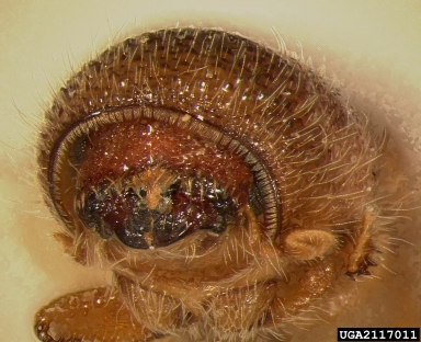 Mediterranean pine engraver beetle, Orthotomicus erosus  (Coleoptera: Curculionidae) - 2117011