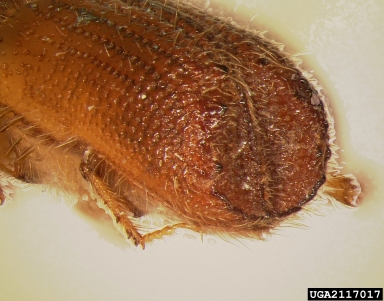 Mediterranean pine engraver beetle, Orthotomicus erosus  (Coleoptera: Curculionidae) - 2117017
