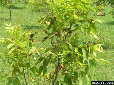 bacterial leaf scorch (Xylella fastidiosa ) on pecan (Carya illinoinensis ) - 2117024