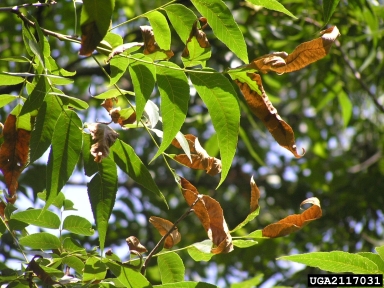 bacterial leaf scorch (Xylella fastidiosa ) on pecan (Carya illinoinensis ) - 2117031