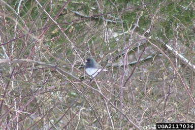 dark-eyed junco, Junco hyemalis  (Passeriformes: Fringillidae) - 2117036