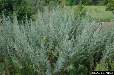 absinth wormwood, Artemisia absinthium  (Asterales: Asteraceae) - 2117065