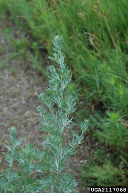 absinth wormwood, Artemisia absinthium  (Asterales: Asteraceae) - 2117068