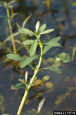 alligatorweed, Alternanthera philoxeroides  (Caryophyllales: Amaranthaceae) - 2117074