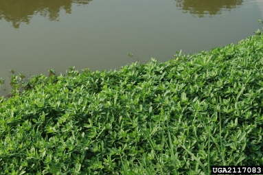 alligatorweed, Alternanthera philoxeroides  (Caryophyllales: Amaranthaceae) - 2117083