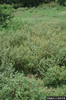 spiny amaranth, Amaranthus spinosus  (Caryophyllales: Amaranthaceae) - 2118008