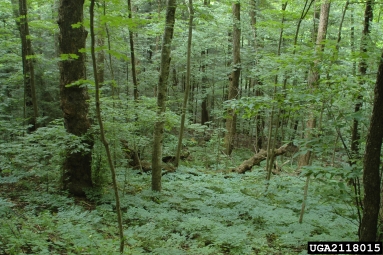 Appalachian mixed hardwoods,    - 2118015