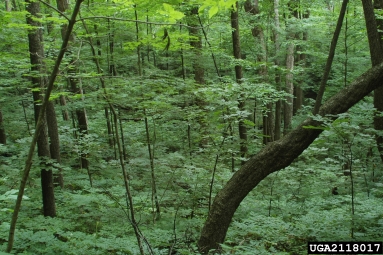 Appalachian mixed hardwoods,    - 2118017