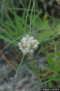 eastern whorled milkweed, Asclepias verticillata  (Gentianales: Asclepiadaceae) - 2118020