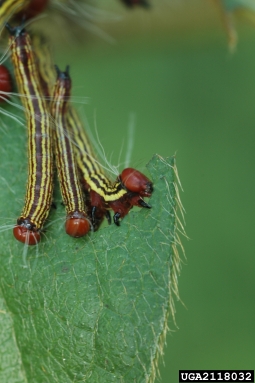 azalea caterpillar, Datana major  (Lepidoptera: Notodontidae) - 2118032