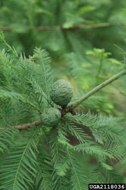 baldcypress, Taxodium distichum  (Pinales: Taxodiaceae) - 2118036