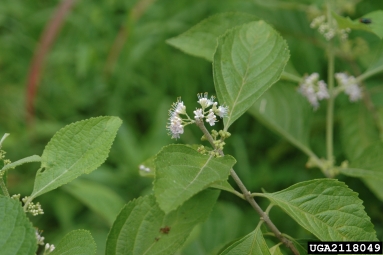 American beautyberry, Callicarpa americana  (Lamiales: Verbenaceae) - 2118049