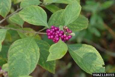 American beautyberry, Callicarpa americana  (Lamiales: Verbenaceae) - 2118055