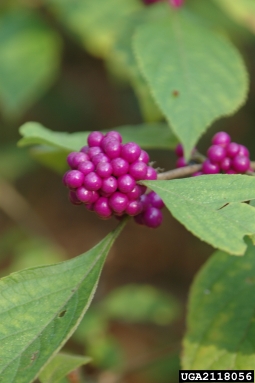 American beautyberry, Callicarpa americana  (Lamiales: Verbenaceae) - 2118056