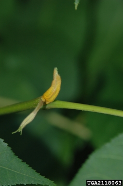 bitternut hickory, Carya cordiformis  (Juglandales: Juglandaceae) - 2118063