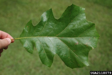 black oak, Quercus velutina  (Fagales: Fagaceae) - 2118079